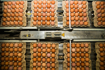Poultry farm. Modern farming. Fresh brown eggs on a transportation line