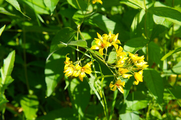 lysimachia vulgaris or yellow loosestrife plant
