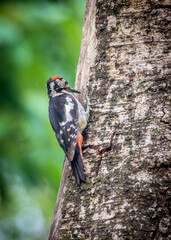 woodpecker on tree