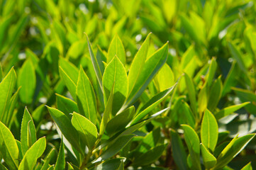 Prunus laurocerasus or cherry laurel  green leaves in sunlight background
