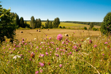 landscape of wildflowers, clover, blue sky with clouds, field with hay bales in the background, forest in the distance