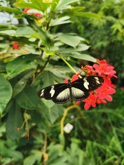 red admiral butterfly