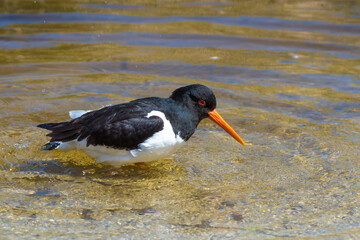 oystercatcher bird, Haematopus ostralegus - Austernfischer, badet im Wasser und putzt sein Federkleid, Querformat, Helgoland, Düne