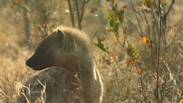 A Spotted Hyena blenched in blood checking its surroundings, Greater Kruger.