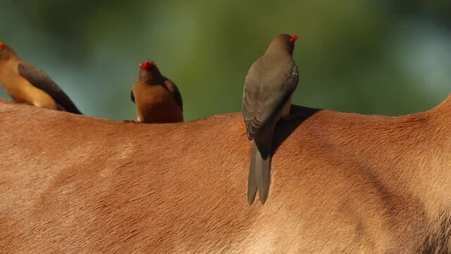 A close full body shot of Red-billed Oxpeckers sitting on the back of an Impala antelope, Greater Kruger.