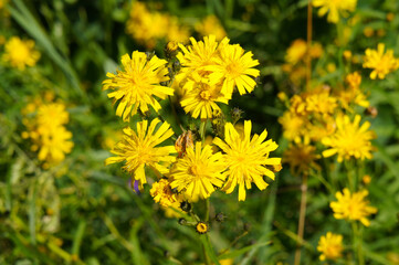 Hieracium umbellatum or hawkweed yellow flowers