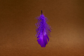 Trendy concept - purple feather levitation on brown background