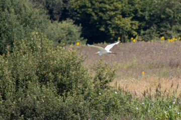 a white egret flies over a lake