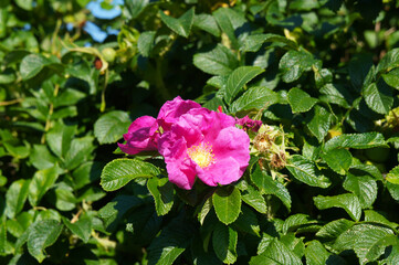 Shrub of pink dogrose or briar flower 