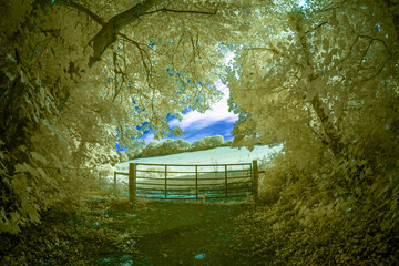 infrared woodland in cornwall england uk 