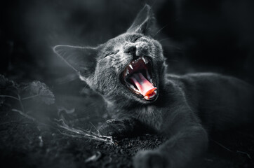 High contrast and detail close up portrait of a grey panther cat showing teeth yawning