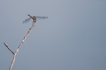 brown dragonfly sits on a branch above a lake and looks for prey