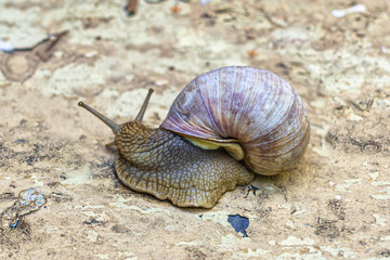 Large grape snail with a large shell