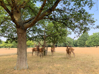 A view of some Deer in Richmond Park in London
