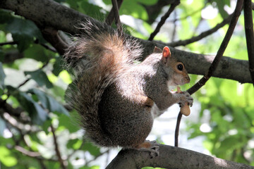 A view of a Grey Squirrel in a Tree