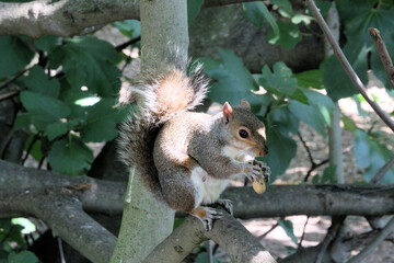 A view of a Grey Squirel