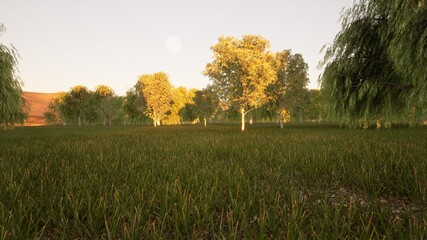 3D Landscape - Florest 3