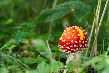 little fly agaric in the forest asign blured green background with copy space.