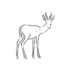 antelope sketch vector graphics black and white drawing