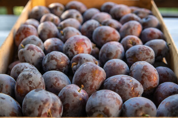 Plums in The Market