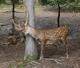 sika deer in the forest