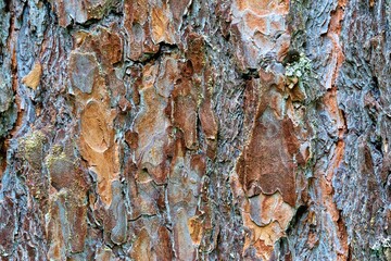 abstract texture of tree bark close-up for background or for computer desktop wallpaper