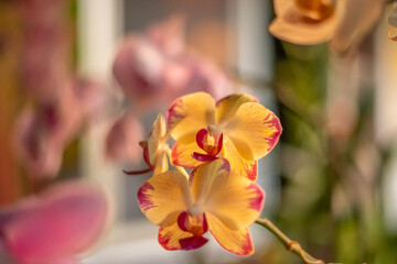 red and yellow orchid