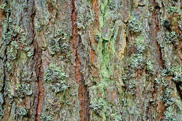 abstract texture of tree bark with green moss or mold close-up for background or for computer desktop wallpaper
