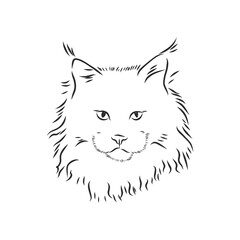 Maine coon cat portrait. Hand drawn vector illustration. Can be used separately from your design.