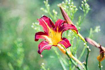 red and yellow lily