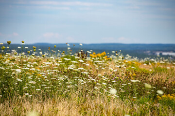 View of Dartmouth horizon seen from meadow in Halifax