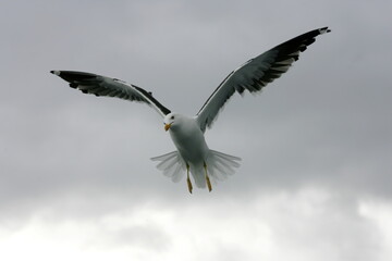 Beautiful Seagulls flying in the sky, gray sky with clouds, rainy day
