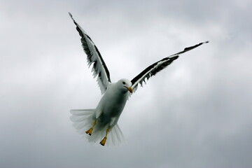 Beautiful Seagulls flying in the sky, gray sky with clouds, rainy day