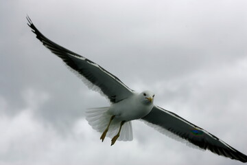 Beautiful Seagulls flying in the sky, gray sky with clouds, rainy day