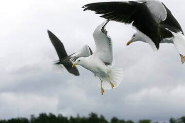 Beautiful Seagulls flying in the sky, gray sky with clouds, rainy day
