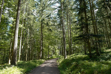 Fototapeta premium Pfad im Schwarzwald