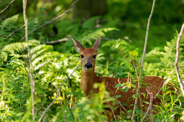 Young fawn white-tailed deer hidden in forest