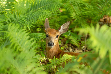White tailed deer,fawn in the forest