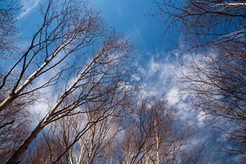 Winter tree branches with wispy cirrus clouds and blue skies