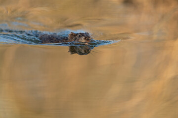Muskrat swimming in a river