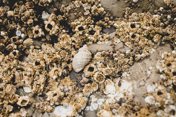 snail and barnicals  on rocks 