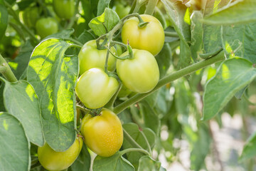 Produce from the tomato garden.