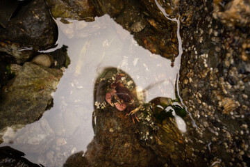 crab in tidal pool Puget sound 