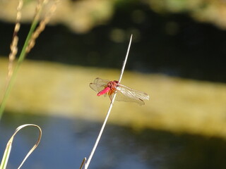 Fototapeta na wymiar dragonfly on the wall