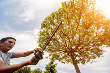 A gardener trimming trees with hedge trimmer