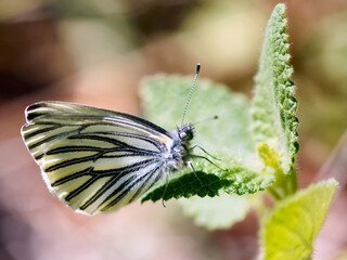 Margined White (pieris marginalis) butterfly drinking nectar from a plant. San Mateo County, California, USA.