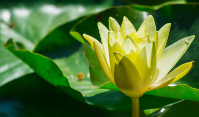 Obraz premium Yellow waterlily, lotus in the pond close-up.