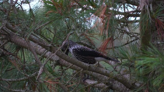 Spotted nutcracker hacks at pine cone up in a tree