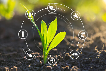 Modern agriculture with technology concept with Growing maize seedling in the morning light