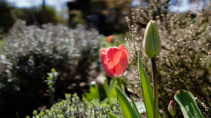 Czerwony tulipan na łące z bliska,. Red tulip in the meadow close up,